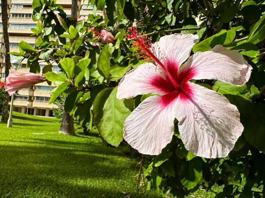 Apto. Tobago, Vistas Y Urbanizacion De Ensueno El Campello Exterior foto